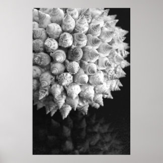 Póster Shell Sphere