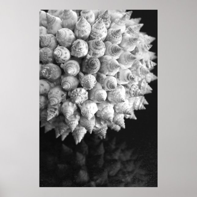Póster Shell Sphere (Frente)