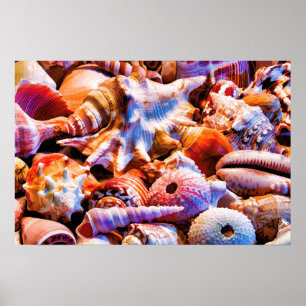 Póster Shells 1 Alt