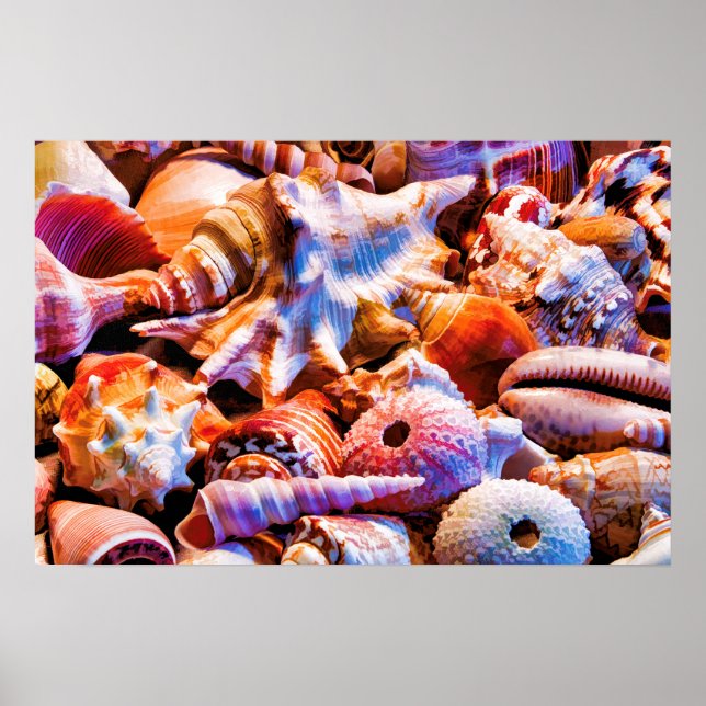 Póster Shells 1 Alt (Frente)