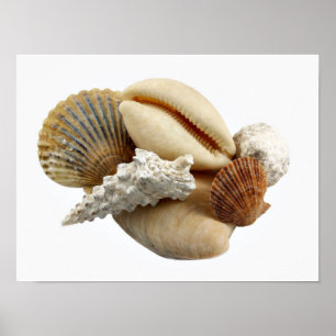 Póster Shells Poster