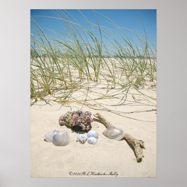 Póster Shells Poster (Frente)