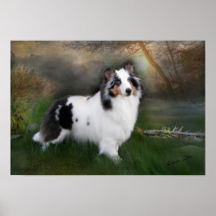 Póster Sheltie blanco