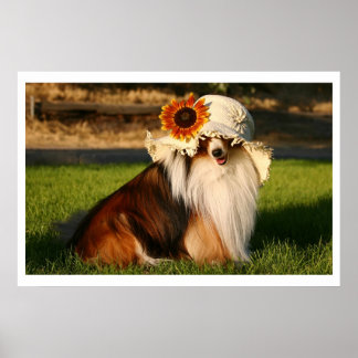 Póster Sheltie con Gorra