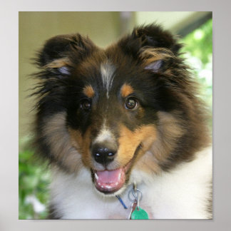 Póster Sheltie Poster