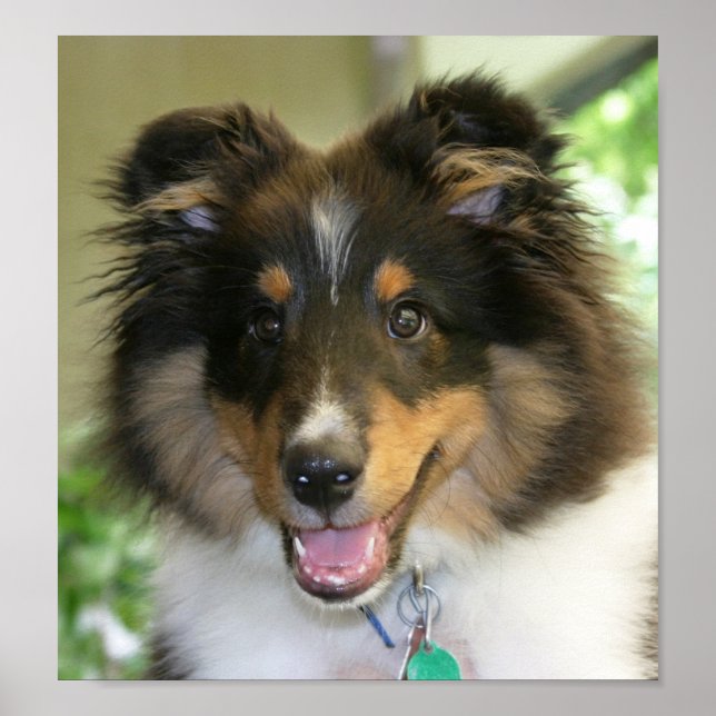 Póster Sheltie Poster (Frente)