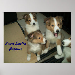 Póster Sheltie Puppies Poster