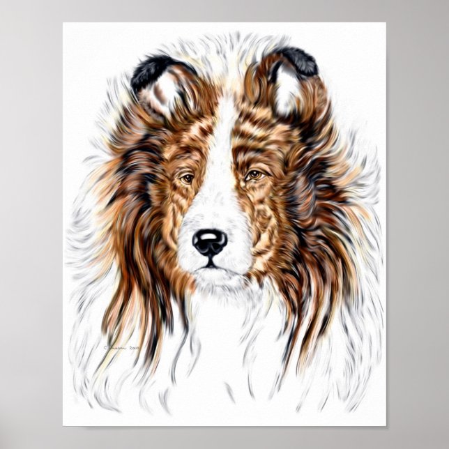 Póster Sheltie Shetland Sheepdog Bust (Frente)
