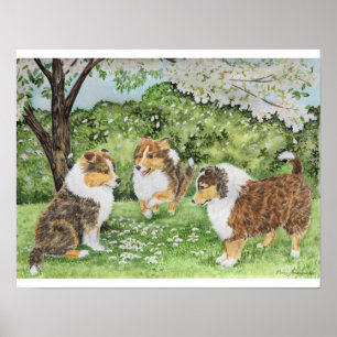 Póster Sheltie Spring