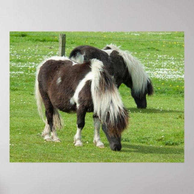 Póster Shetland Paint Ponies de raza pura (Frente)