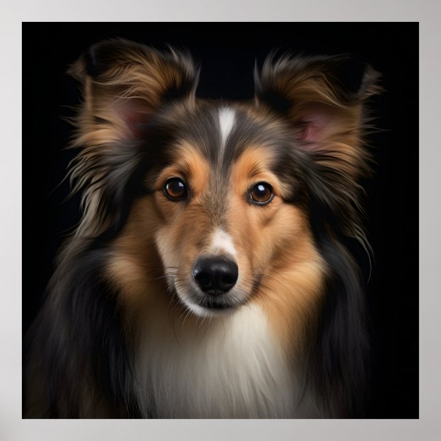 Póster Shetland Sheepdog (Frente)