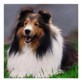 Póster Shetland Sheepdog Art