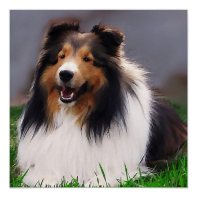 Póster Shetland Sheepdog Art (Anverso)