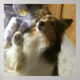 Póster Shetland Sheepdog Pidiendo
