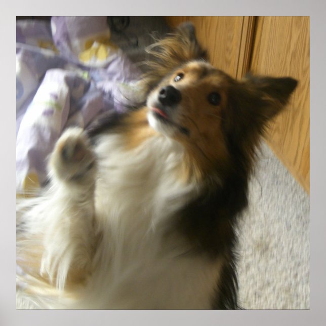 Póster Shetland Sheepdog Pidiendo (Frente)