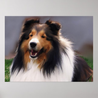 Póster Shetland Sheepdog Sheltie Art Gifts