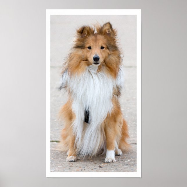 Póster Shetland Sheepdog Sitting (Frente)