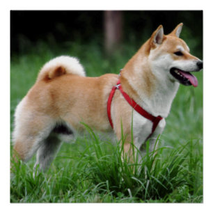 Póster shiba 2 completo