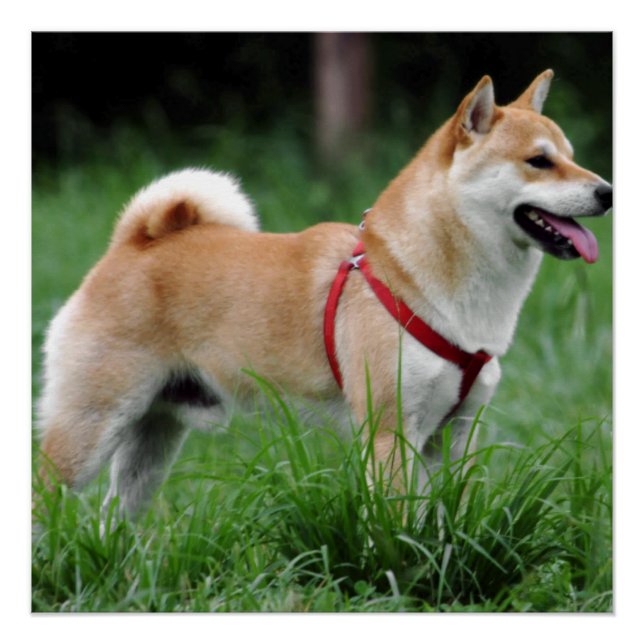 Póster shiba 2 completo (Anverso)