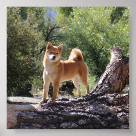 Póster Shiba Inu