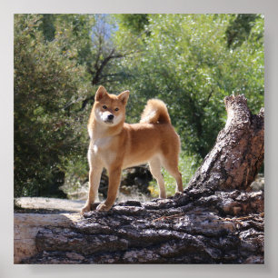 Póster Shiba Inu