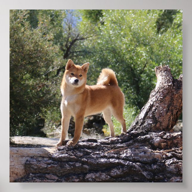Póster Shiba Inu (Frente)