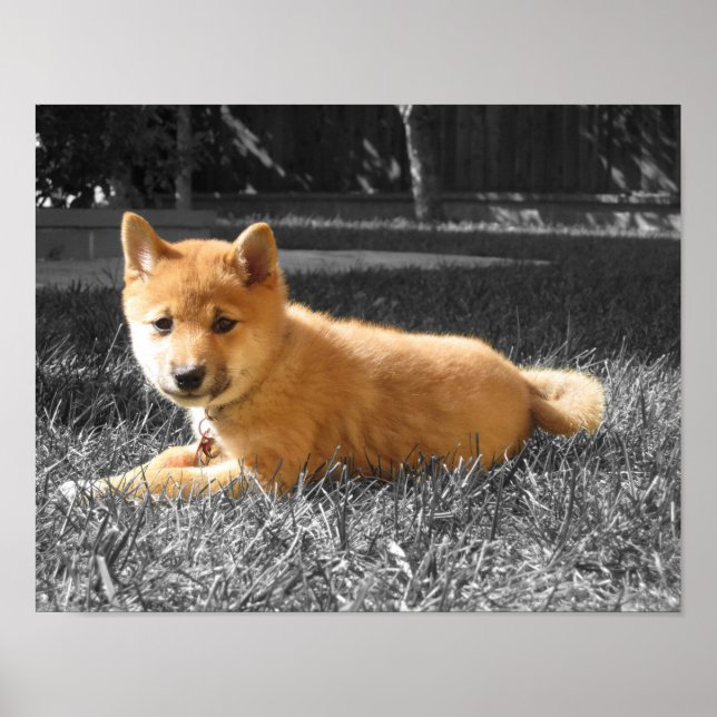 Póster Shiba Inu Poster (Frente)