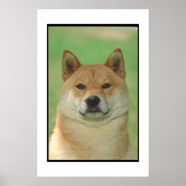 Póster Shiba Inu Poster (Frente)