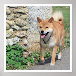 Póster Shiba Inu Walking