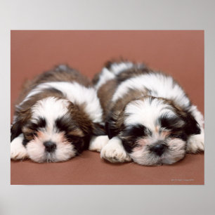 Póster Shih Tzu
