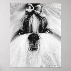 Póster Shih Tzu