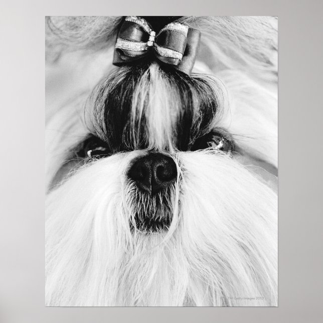 Póster Shih Tzu (Frente)