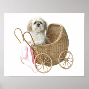 Póster Shih Tzu baby carriage