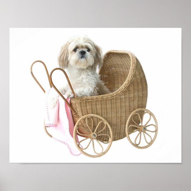 Póster Shih Tzu baby carriage (Frente)