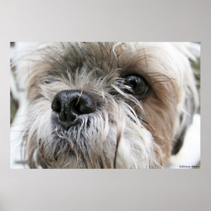Póster Shih Tzu Face
