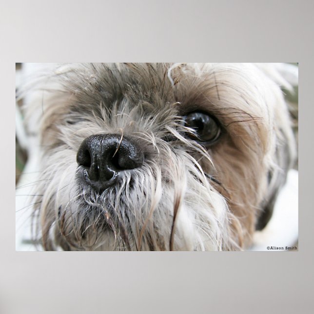 Póster Shih Tzu Face (Frente)