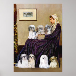 Póster Shih Tzus (7) - Silbadores Madre