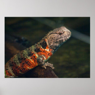 Póster Shinisaurus crocodilurus
