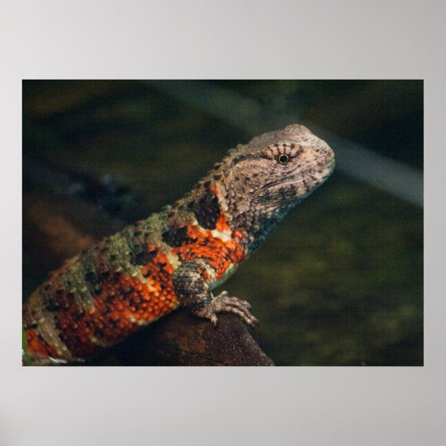Póster Shinisaurus crocodilurus (Frente)