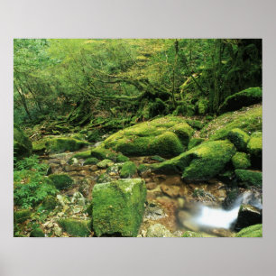 Póster Shiratani Unsuikyo, Yakushima, Kagoshima, Japón
