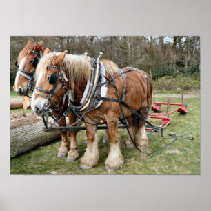 Póster Shire Horse Poster
