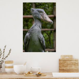 Póster Shoebill (Balaeniceps rex)