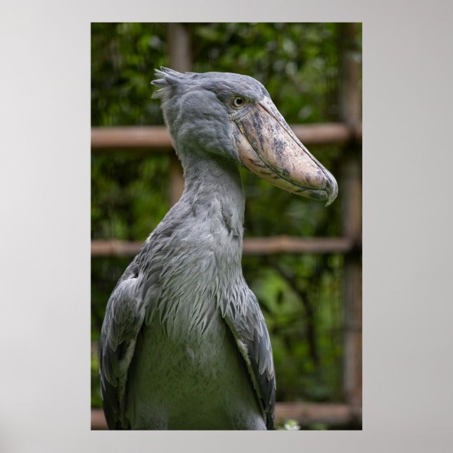 Póster Shoebill (Balaeniceps rex) (Frente)