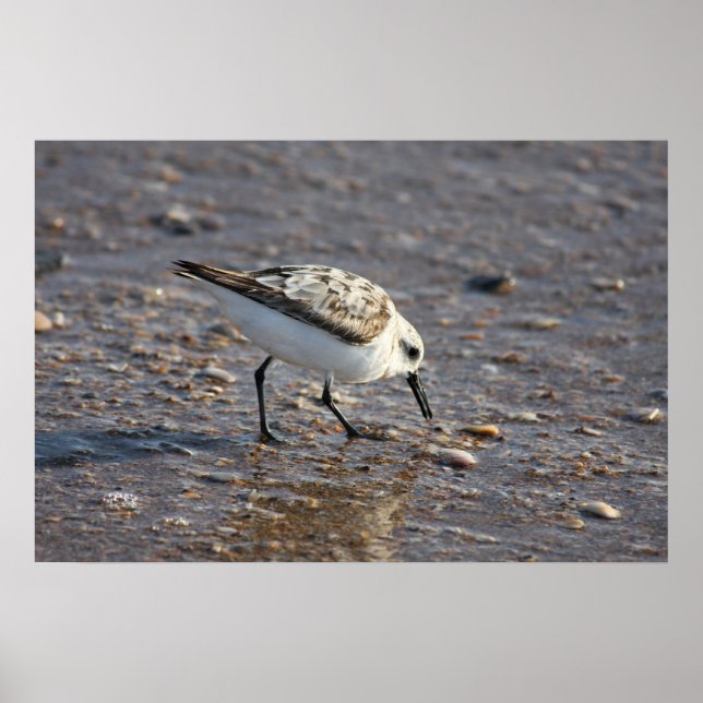 Póster Shore Bird Poster (Frente)