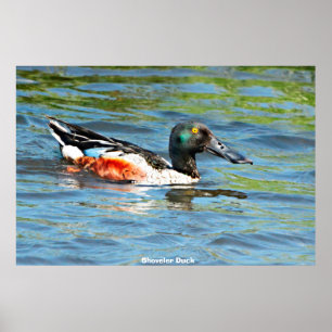 Póster Shoveler Duck