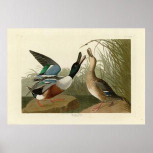Póster Shoveller Duck - from Audubon's Birds of America