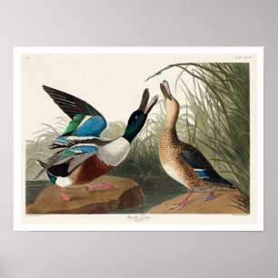Póster Shoveller Duck, Poster Audubon