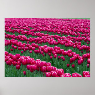 Póster Show garden of spring-flowering tulip bulbs in