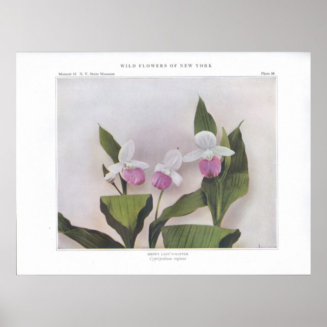 Póster Showy Lady's-Slipper - Cypripedium reginae (Frente)