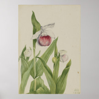 Póster Showy Lady's Slipper (Cypripedium reginae)